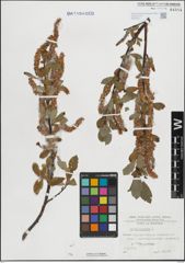 Foto von Salix hastata L.